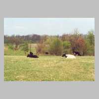 071-1044 Milchkuehe auf der Weide in Patershof im April 2002.jpg